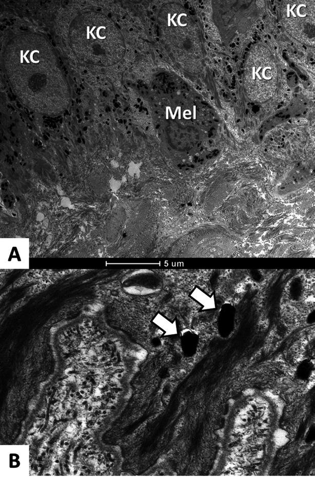https://cdn.ncbi.nlm.nih.gov/pmc/blobs/dd00/9464278/e2802b9e82d9/13555_2022_779_Fig3_HTML.jpg