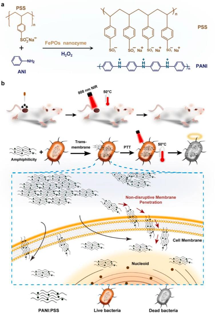 https://cdn.ncbi.nlm.nih.gov/pmc/blobs/dd02/8166762/bafa3e71bf97/sc1.jpg