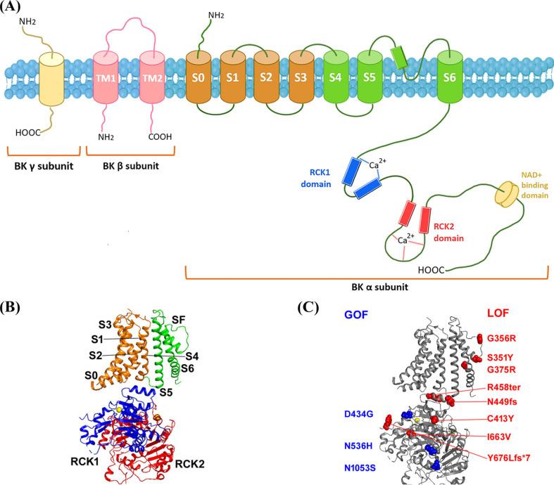 https://cdn.ncbi.nlm.nih.gov/pmc/blobs/dd03/10472807/3a87ceb2503f/CN-21-1504_F1.jpg