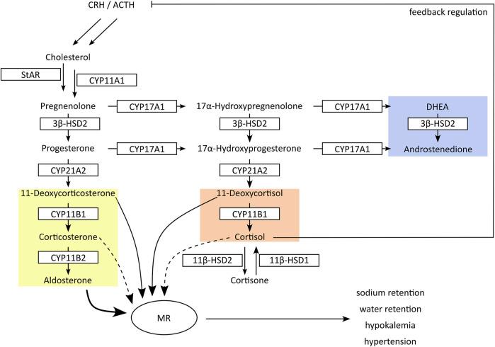 https://cdn.ncbi.nlm.nih.gov/pmc/blobs/dd08/11338861/9d9eac55541e/fphar-15-1394846-g002.jpg