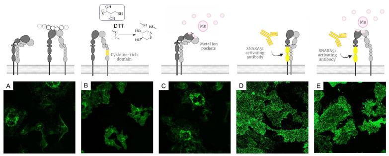 https://cdn.ncbi.nlm.nih.gov/pmc/blobs/dd0a/9370198/5c3c1a4cbd5d/molecules-27-04968-g001.jpg