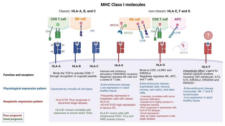 https://cdn.ncbi.nlm.nih.gov/pmc/blobs/dd0d/10705691/14f3ba9a2915/cancers-15-05694-g001.jpg