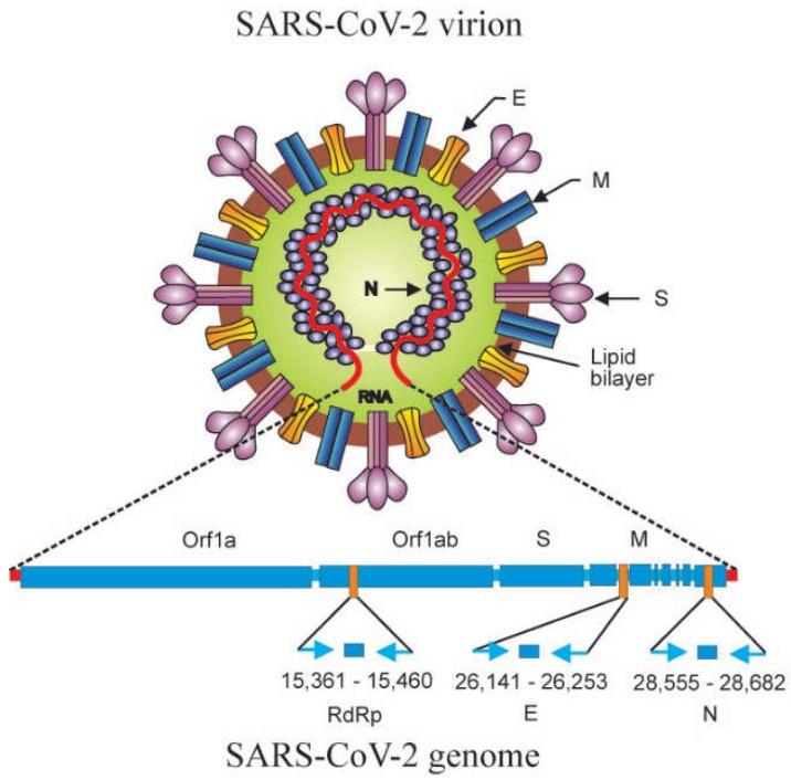 https://cdn.ncbi.nlm.nih.gov/pmc/blobs/dd0d/9778061/1ae14b3e5a28/genes-13-02387-g007.jpg
