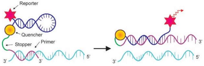 https://cdn.ncbi.nlm.nih.gov/pmc/blobs/dd0d/9778061/51b7b03c2509/genes-13-02387-g006.jpg