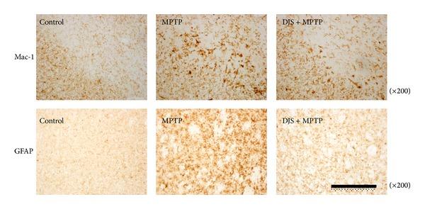 https://cdn.ncbi.nlm.nih.gov/pmc/blobs/dd17/3773428/fe372075d6a0/ECAM2013-976270.006.jpg