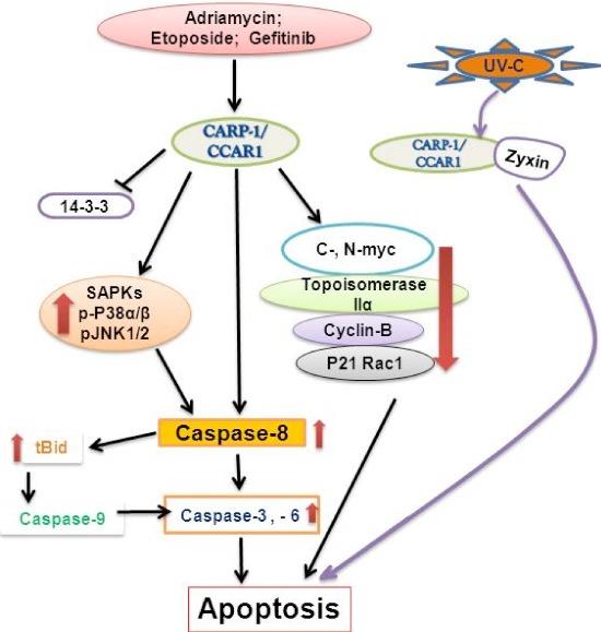 https://cdn.ncbi.nlm.nih.gov/pmc/blobs/dd18/4466629/04f31d417b4f/oncotarget-06-6499-g001.jpg