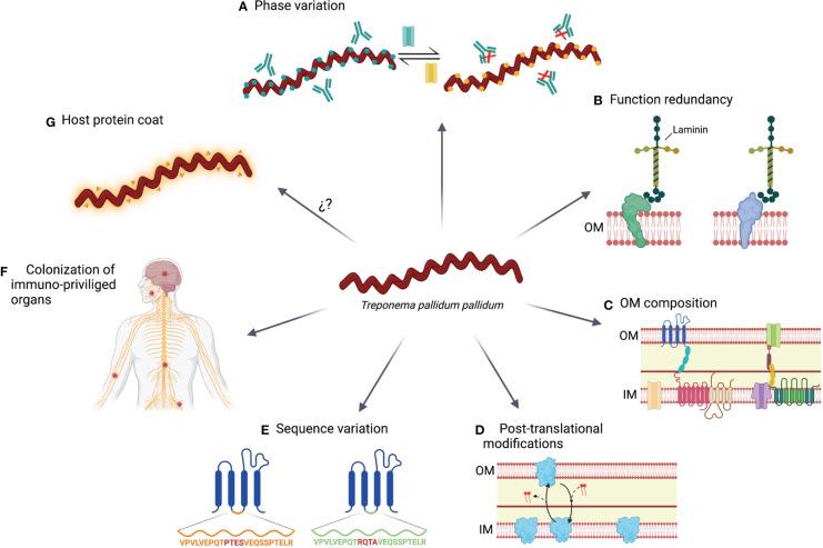 https://cdn.ncbi.nlm.nih.gov/pmc/blobs/dd1a/10118025/a43872dbfc67/fimmu-14-1126170-g002.jpg