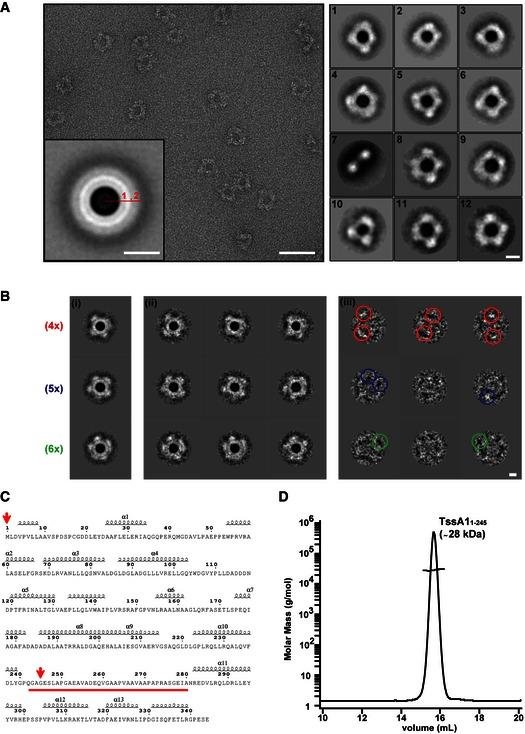 https://cdn.ncbi.nlm.nih.gov/pmc/blobs/dd1a/4969574/5eca49d960f7/EMBJ-35-1613-g006.jpg