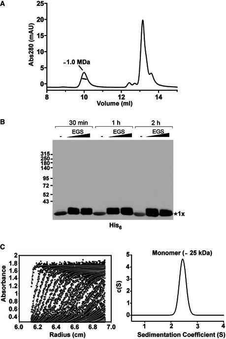 https://cdn.ncbi.nlm.nih.gov/pmc/blobs/dd1a/4969574/827ee3292f27/EMBJ-35-1613-g003.jpg