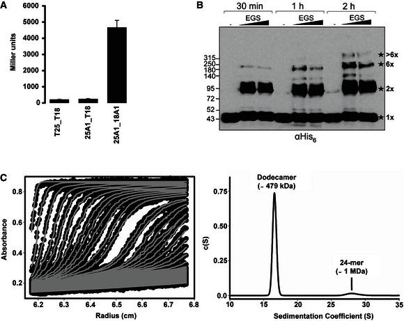 https://cdn.ncbi.nlm.nih.gov/pmc/blobs/dd1a/4969574/c2275fc62882/EMBJ-35-1613-g004.jpg