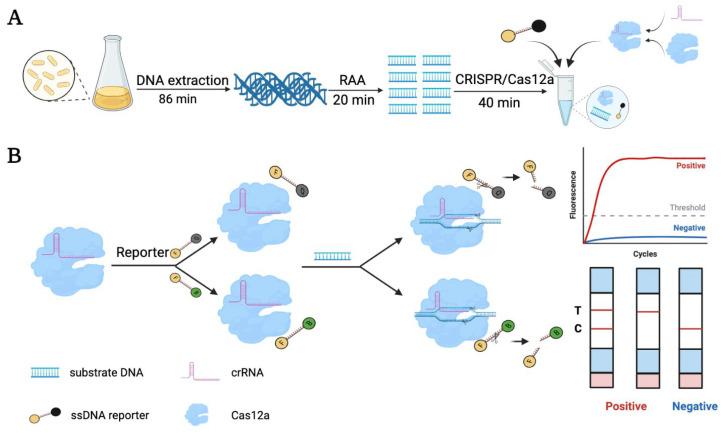 https://cdn.ncbi.nlm.nih.gov/pmc/blobs/dd1c/10295930/677b7791ae15/biosensors-13-00659-g001.jpg