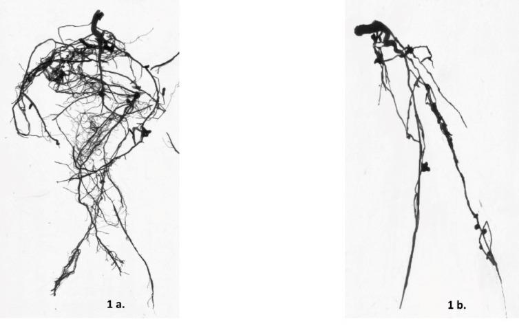 https://cdn.ncbi.nlm.nih.gov/pmc/blobs/dd1c/7727700/78607afdfa97/ijms-21-08895-g001.jpg