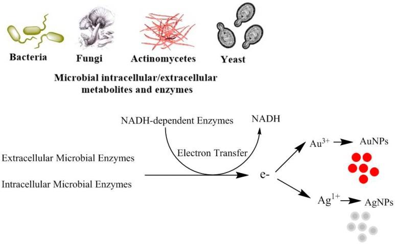 https://cdn.ncbi.nlm.nih.gov/pmc/blobs/dd1e/6321641/a7cf25ba9cdb/ijms-19-04100-g001.jpg