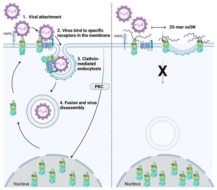 https://cdn.ncbi.nlm.nih.gov/pmc/blobs/dd20/10095430/6fa4937ebdc0/ijms-24-06701-g004.jpg