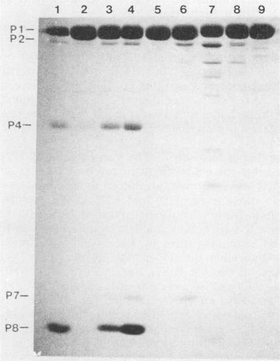 https://cdn.ncbi.nlm.nih.gov/pmc/blobs/dd20/255711/c6c62a74eb6b/jvirol00099-0281-a.jpg