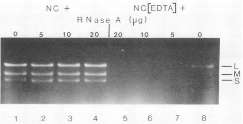 https://cdn.ncbi.nlm.nih.gov/pmc/blobs/dd20/255711/f0abe6b1ce29/jvirol00099-0282-b.jpg