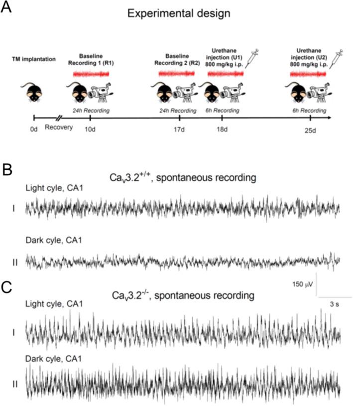 https://cdn.ncbi.nlm.nih.gov/pmc/blobs/dd21/7806756/fe699a2ddd7b/41598_2020_79763_Fig1_HTML.jpg