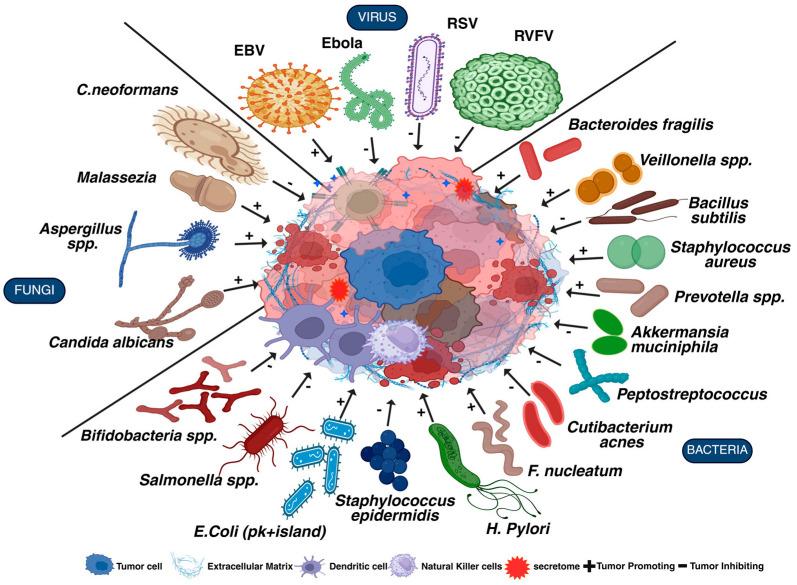 https://cdn.ncbi.nlm.nih.gov/pmc/blobs/dd2a/12346620/a684cdeeeff1/cells-14-01218-g002.jpg