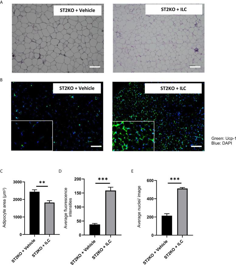 https://cdn.ncbi.nlm.nih.gov/pmc/blobs/dd2c/8300428/a926f774b494/fimmu-12-669629-g006.jpg