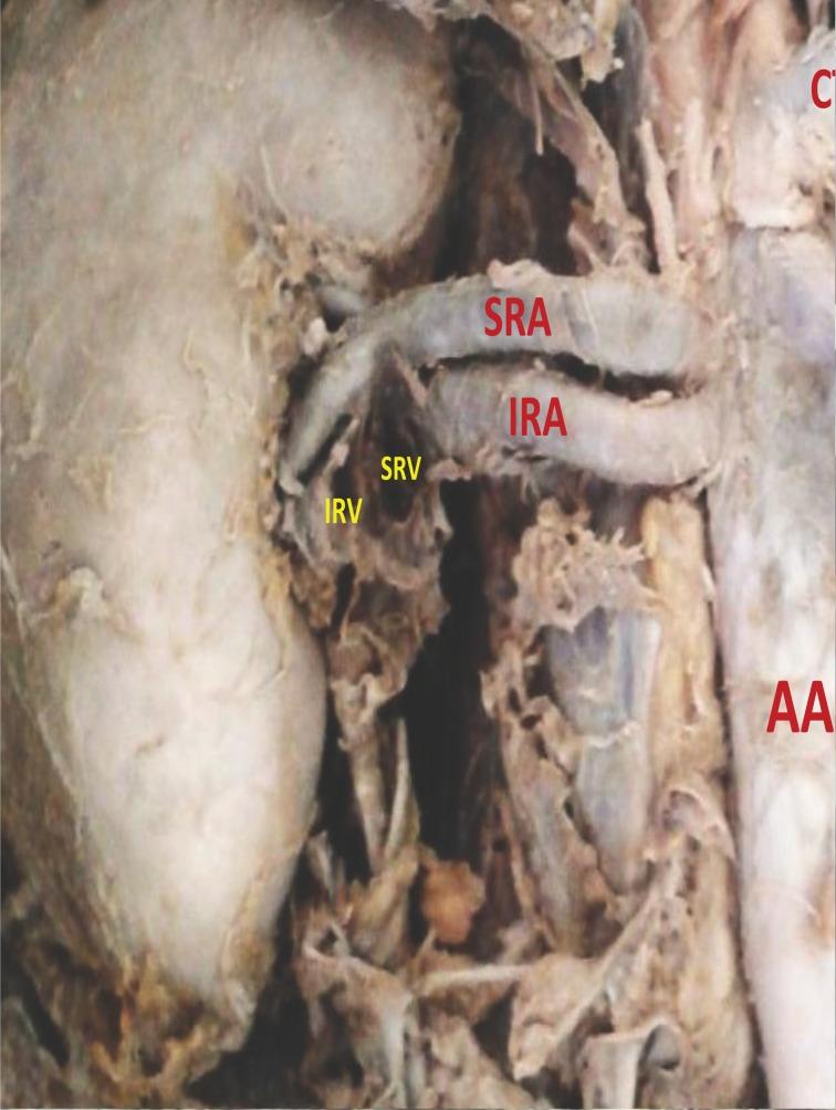 https://cdn.ncbi.nlm.nih.gov/pmc/blobs/dd30/3508858/a590cb249825/AIM-20-196_F1.jpg