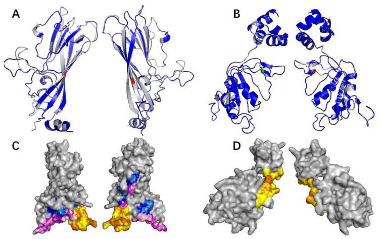 https://cdn.ncbi.nlm.nih.gov/pmc/blobs/dd31/8950282/a9b761df5aa4/ijms-23-03288-g002.jpg