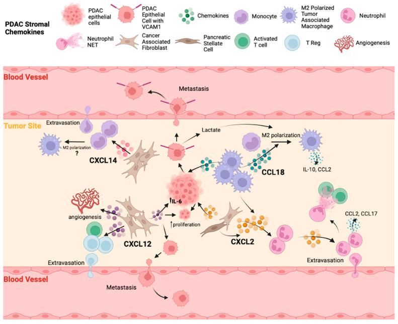 https://cdn.ncbi.nlm.nih.gov/pmc/blobs/dd32/10854906/7b170d7f6ce0/cancers-16-00559-g003.jpg