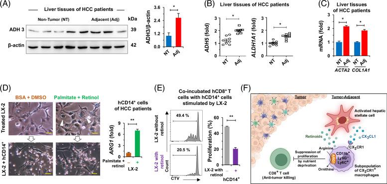 https://cdn.ncbi.nlm.nih.gov/pmc/blobs/dd39/12356560/731ccc5f7dab/hep-82-0655-g008.jpg