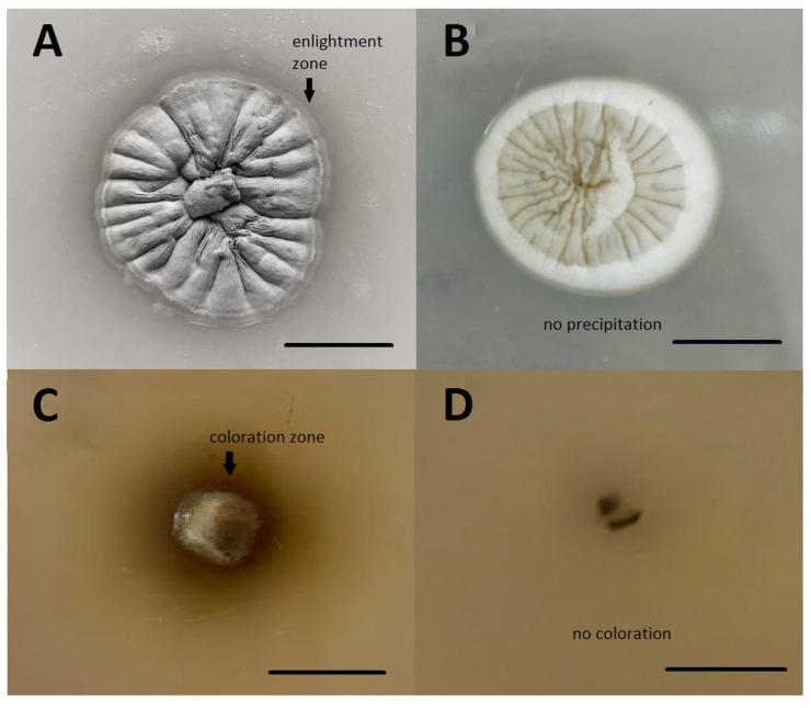 https://cdn.ncbi.nlm.nih.gov/pmc/blobs/dd3d/10381259/2c0effecb00c/jof-09-00728-g003.jpg