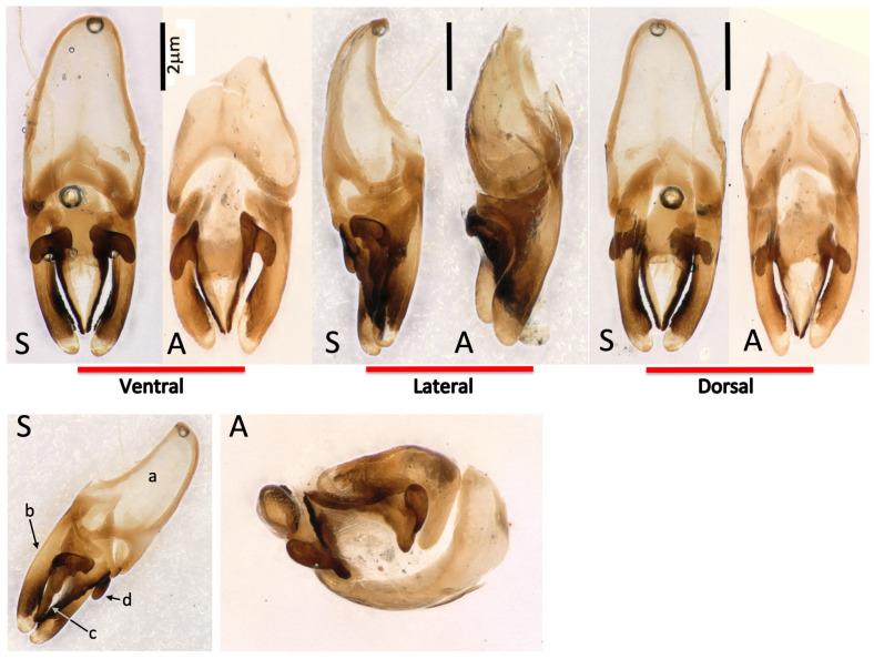 https://cdn.ncbi.nlm.nih.gov/pmc/blobs/dd3d/8880130/eaf9e5fc47fa/insects-13-00148-g003.jpg