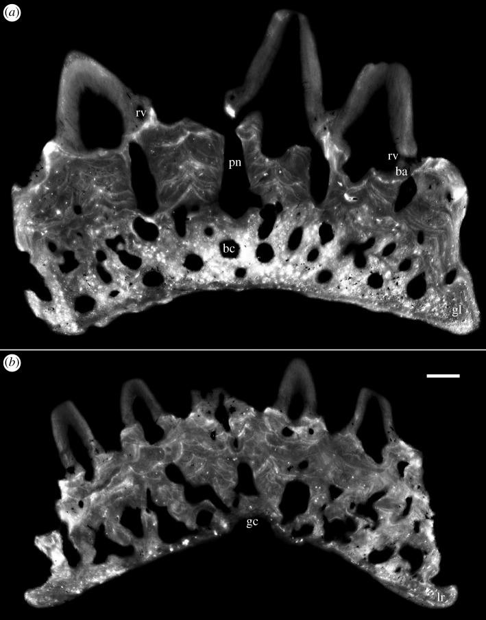 https://cdn.ncbi.nlm.nih.gov/pmc/blobs/dd3f/5451804/256177714aa4/rsos161084-g5.jpg