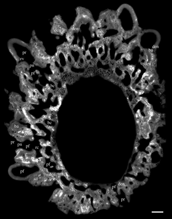 https://cdn.ncbi.nlm.nih.gov/pmc/blobs/dd3f/5451804/43ab33f81f03/rsos161084-g4.jpg
