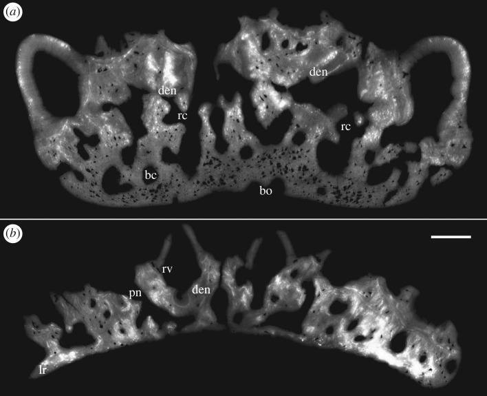 https://cdn.ncbi.nlm.nih.gov/pmc/blobs/dd3f/5451804/61606170b261/rsos161084-g6.jpg