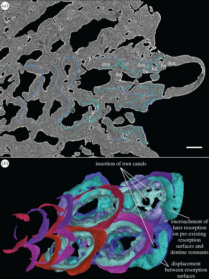 https://cdn.ncbi.nlm.nih.gov/pmc/blobs/dd3f/5451804/a1775c44f234/rsos161084-g8.jpg