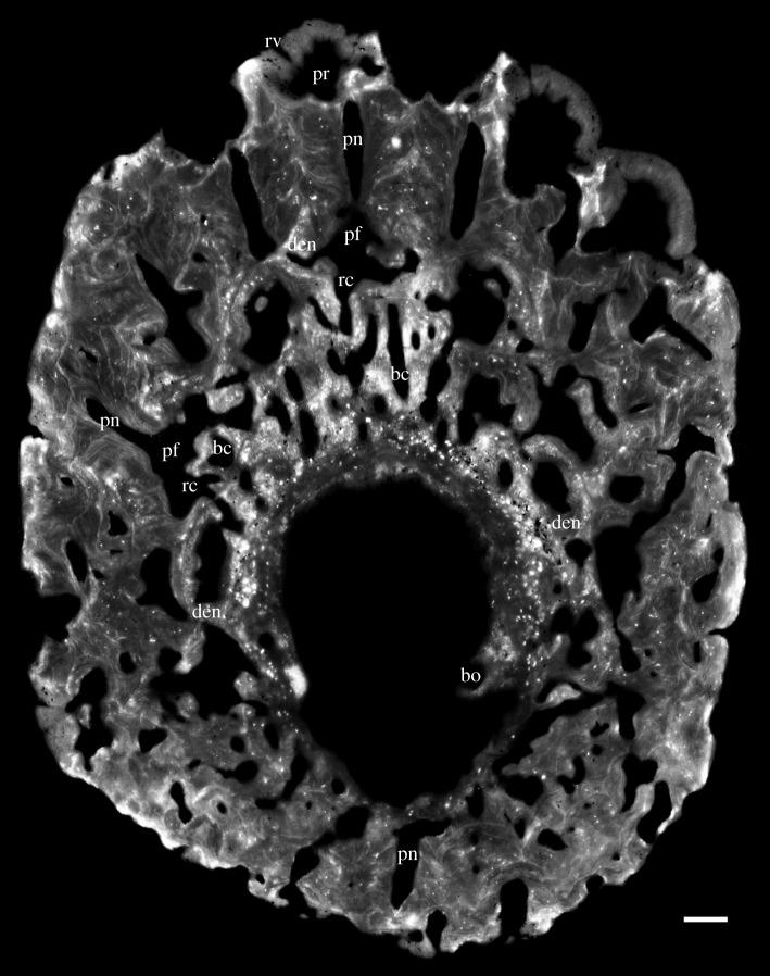 https://cdn.ncbi.nlm.nih.gov/pmc/blobs/dd3f/5451804/adc9eb1b0c03/rsos161084-g3.jpg