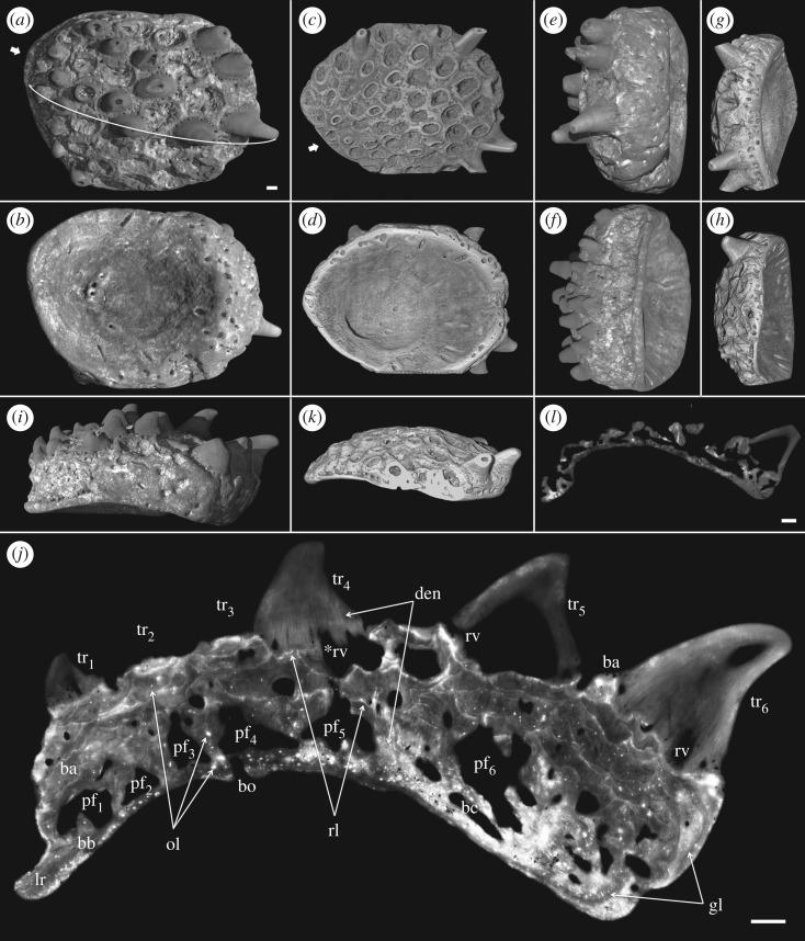 https://cdn.ncbi.nlm.nih.gov/pmc/blobs/dd3f/5451804/c85367731e93/rsos161084-g2.jpg