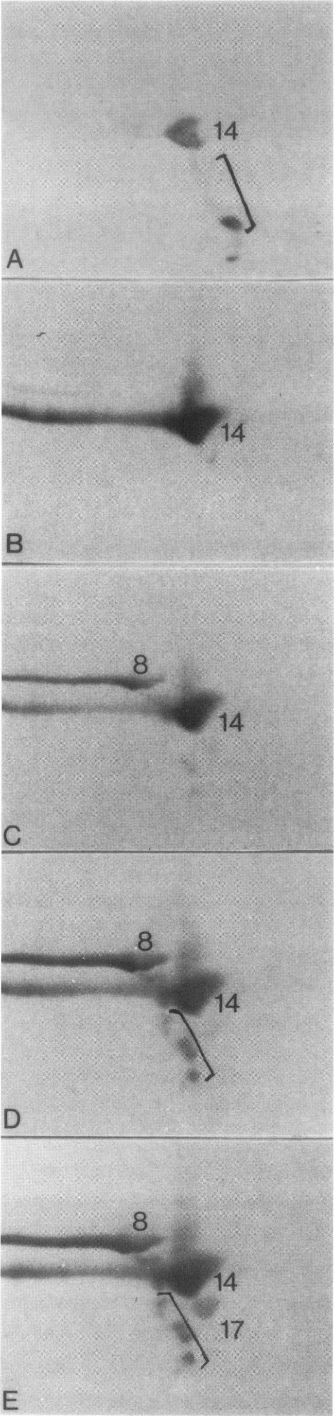 https://cdn.ncbi.nlm.nih.gov/pmc/blobs/dd41/1886162/39ffe0538115/amjpathol00087-0080-a.jpg