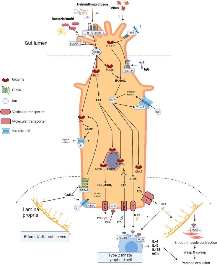 https://cdn.ncbi.nlm.nih.gov/pmc/blobs/dd41/8884241/2b9763056e1c/fimmu-13-822867-g002.jpg