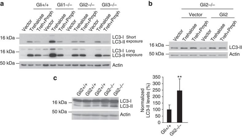 https://cdn.ncbi.nlm.nih.gov/pmc/blobs/dd45/3514496/9cf25785f747/ncomms2212-f4.jpg