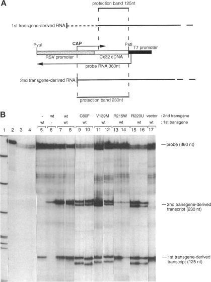 https://cdn.ncbi.nlm.nih.gov/pmc/blobs/dd4a/275942/32dc8e3b299d/mbc00013-0074-a.jpg