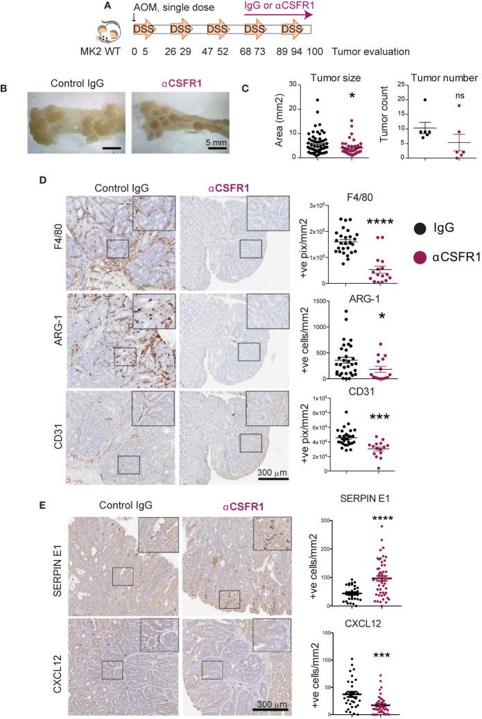 https://cdn.ncbi.nlm.nih.gov/pmc/blobs/dd4e/7940202/1e24ed33720d/fimmu-11-607891-g003.jpg