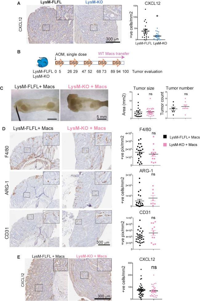 https://cdn.ncbi.nlm.nih.gov/pmc/blobs/dd4e/7940202/2b1adb3515f3/fimmu-11-607891-g004.jpg