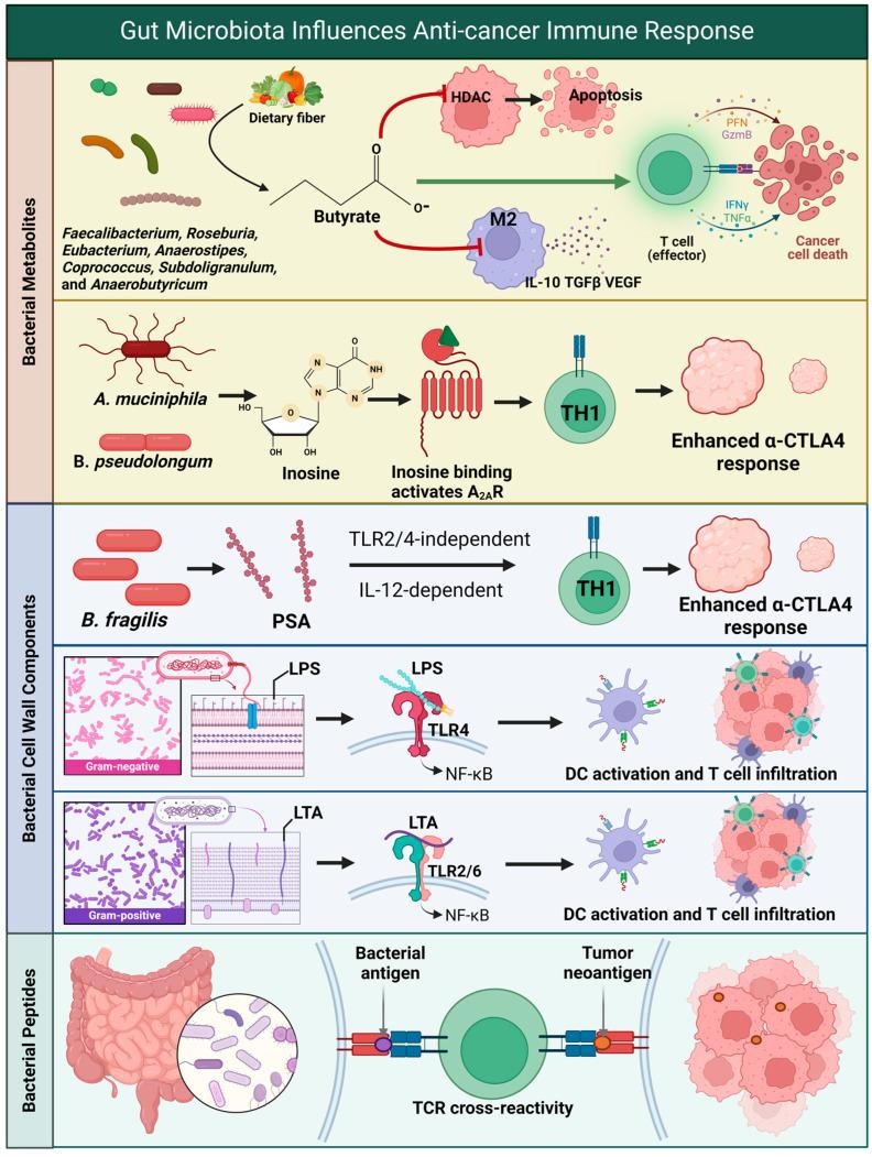 https://cdn.ncbi.nlm.nih.gov/pmc/blobs/dd59/11591702/cdff4fcd4aec/biomedicines-12-02429-g001.jpg