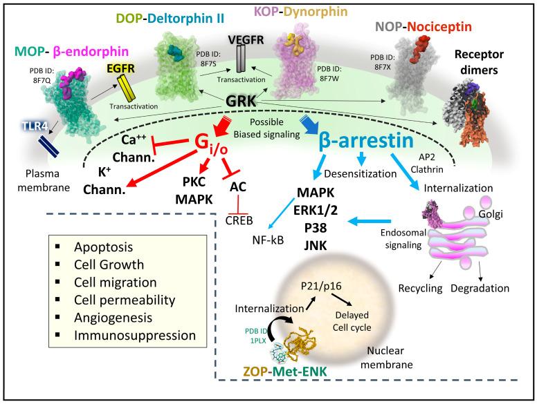 https://cdn.ncbi.nlm.nih.gov/pmc/blobs/dd5a/10377280/21cfade52b5d/biomedicines-11-01993-g009.jpg
