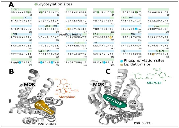 https://cdn.ncbi.nlm.nih.gov/pmc/blobs/dd5a/10377280/546eb7b35f7f/biomedicines-11-01993-g003.jpg