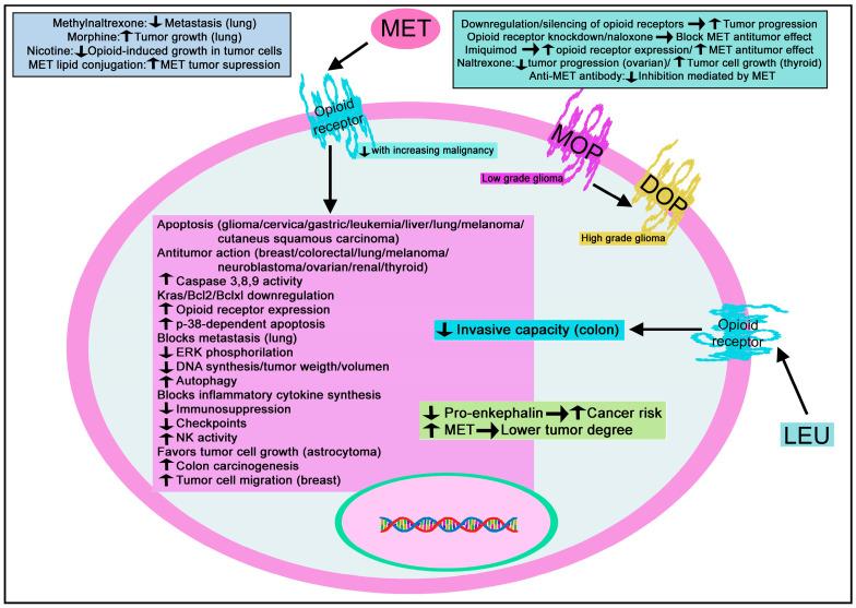 https://cdn.ncbi.nlm.nih.gov/pmc/blobs/dd5a/10377280/666ca1010801/biomedicines-11-01993-g010.jpg
