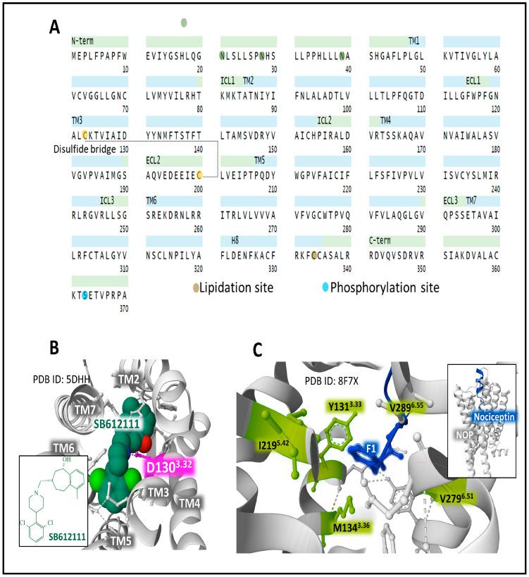 https://cdn.ncbi.nlm.nih.gov/pmc/blobs/dd5a/10377280/8917775ccdb6/biomedicines-11-01993-g007.jpg