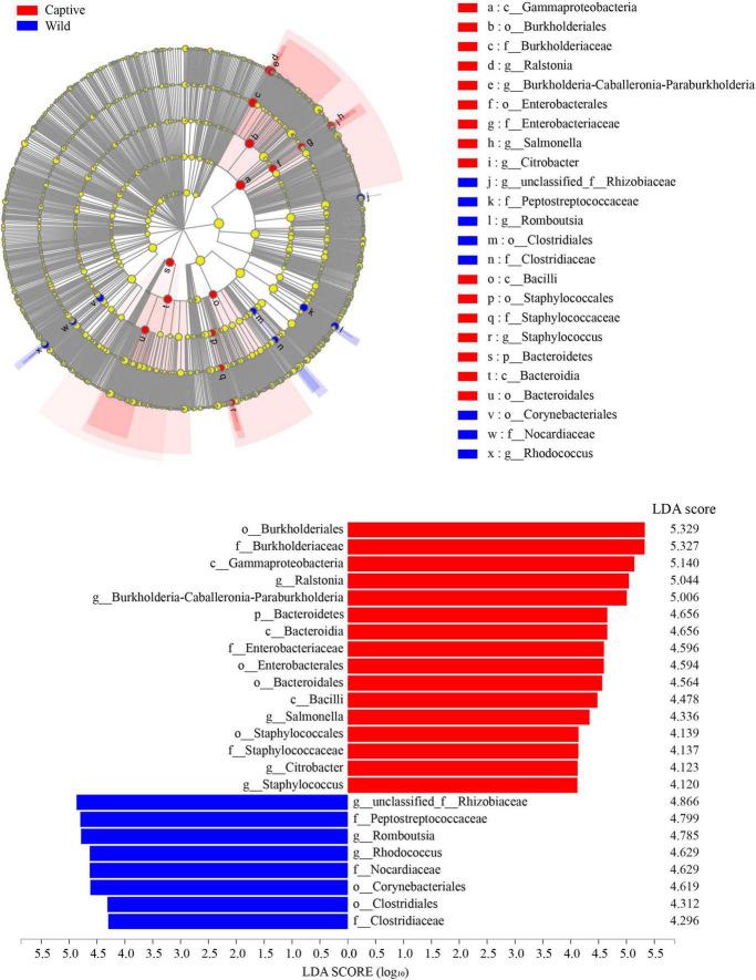 https://cdn.ncbi.nlm.nih.gov/pmc/blobs/dd5a/9248866/ab510b7f4500/fmicb-13-897923-g006.jpg