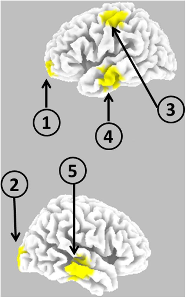 https://cdn.ncbi.nlm.nih.gov/pmc/blobs/dd61/4064566/0d17c45095ab/fnhum-08-00448-g0002.jpg