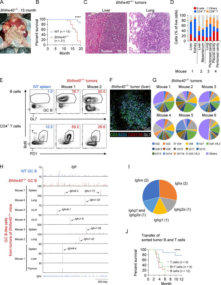 https://cdn.ncbi.nlm.nih.gov/pmc/blobs/dd61/8689665/cbe683a5b4b5/JEM_20211406_Fig6.jpg