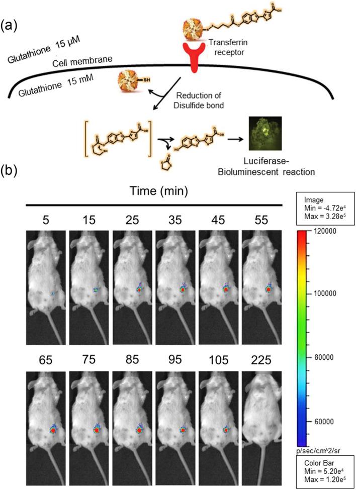 https://cdn.ncbi.nlm.nih.gov/pmc/blobs/dd61/9587606/0f320c12de29/40824_2022_303_Fig3_HTML.jpg